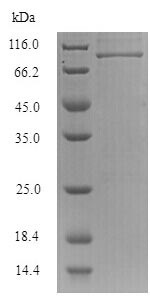 SDS-PAGE - Recombinant Influenza B Virus Nucleoprotein (Tagged) (AB225599), expandable thumbnail