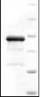 SDS-PAGE - Recombinant JCV Polyomavirus Major Capsid VP1 protein (AB74569)