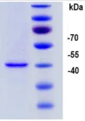 SDS-PAGE - Recombinant JCV Polyomavirus Major Capsid VP1 protein (AB74569)