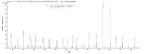 Mass Spectrometry - Recombinant kgp protein (Tagged) (AB238238)