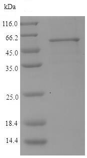 SDS-PAGE - Recombinant kgp protein (Tagged) (AB238238)