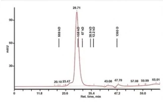 Size Exclusion Chromatography - Recombinant L-methionine gamma-lyase Active protein (mutated F47L + D172E + S308Y) (AB286034)