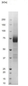 SDS-PAGE - Recombinant Lassa Fever Virus GP1 glycoprotein (Fc Chimera) (AB256441)