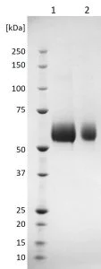 SDS-PAGE - Recombinant Lassa Fever Virus GP2 glycoprotein (Fc Chimera) (AB256442)