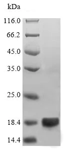 SDS-PAGE - Recombinant Legumin protein (His tag) (AB240848)