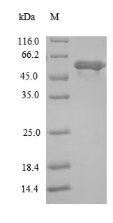 SDS-PAGE - Recombinant Lipoate-protein ligase A (Tagged) (AB237793)