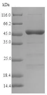 SDS-PAGE - Recombinant Major pollen allergen Lol p 5a protein (Tagged) (AB225960)