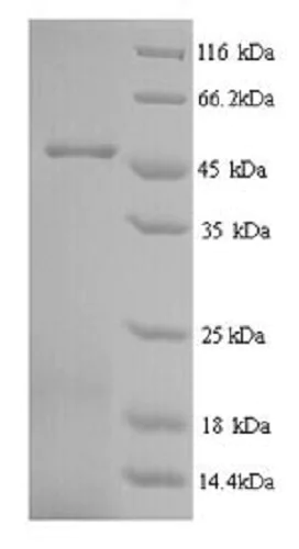 SDS-PAGE - Recombinant Major Royal Jelly protein 1 (His tag) (AB241437)