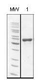 SDS-PAGE - Recombinant Measles virus Priorix, Schwarz strain, nucleocapsid protein (AB74559)