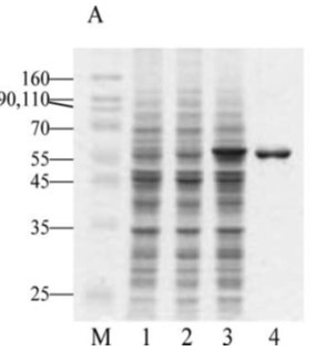 Western blot - Recombinant Measles virus Priorix, Schwarz strain, nucleocapsid protein (AB74559), expandable thumbnail