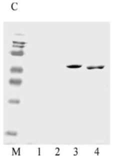 Western blot - Recombinant Measles virus Priorix, Schwarz strain, nucleocapsid protein (AB74559), expandable thumbnail