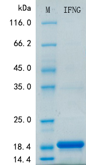 Recombinant Monkey IFN gamma Protein Standard (His tag)