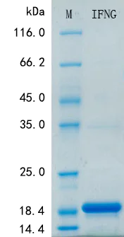 SDS-PAGE - Recombinant Monkey IFN gamma Protein Standard (His tag) (AB316427)
