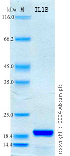 SDS-PAGE - Recombinant Monkey IL-1beta Protein Standard (His tag) (AB320810), expandable thumbnail