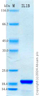 SDS-PAGE - Recombinant Monkey IL-1beta Protein Standard (His tag) (AB320810)