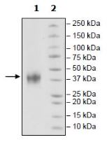 SDS-PAGE - Recombinant Mouse 4-1BBL protein (His tag) (AB271407), expandable thumbnail