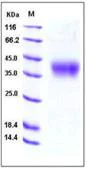 SDS-PAGE - Recombinant Mouse 4-1BBL protein (His tag) (AB276761)