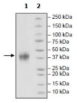 SDS-PAGE - Recombinant Mouse 4-1BBL protein (His tag N-Terminus) (AB271407)