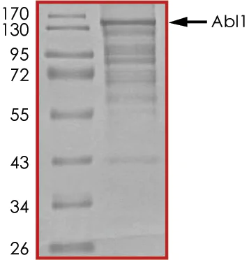 SDS-PAGE - Recombinant mouse ABL1 protein (Active) (AB268311)