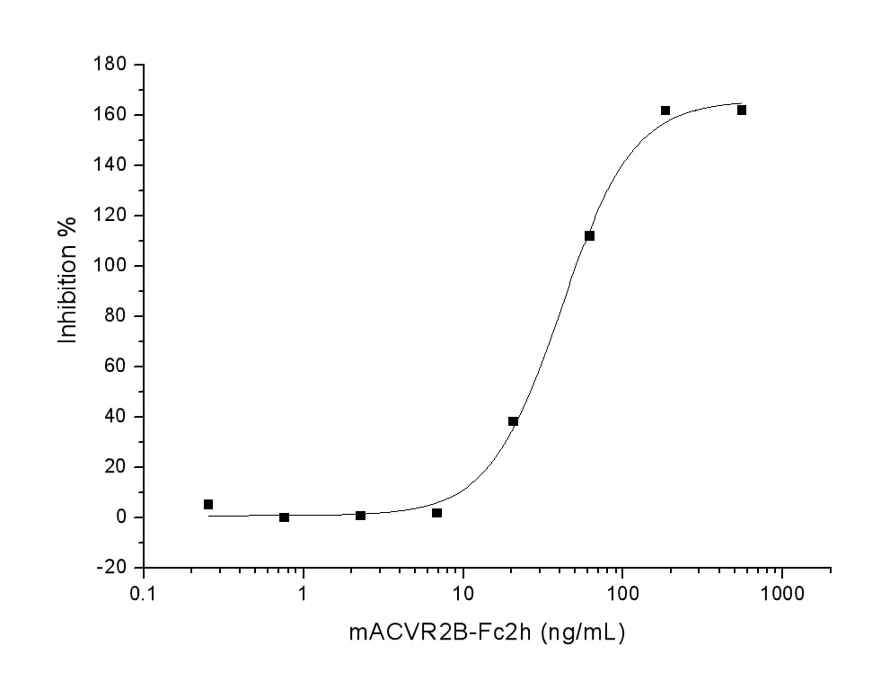Functional Studies - Recombinant mouse Activin Receptor Type IIB/ACVR2B protein (Fc Chimera His Tag) (AB276785)