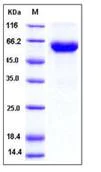 SDS-PAGE - Recombinant mouse Activin Receptor Type IIB/ACVR2B protein (Fc Chimera His Tag) (AB276785)