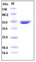 SDS-PAGE - Recombinant Mouse ACY-1 protein (His tag) (AB276744)