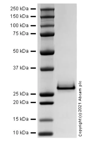 SDS-PAGE - Recombinant Mouse Adiponectin/Acrp30 Protein (Active) (AB283926)