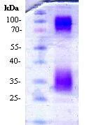SDS-PAGE - Recombinant Mouse Adiponectin (mutated C39A) protein (AB94676)