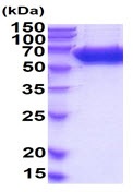 SDS-PAGE - Recombinant mouse Alkaline Phosphatase, Tissue Non-Specific protein (Active) (His tag C-Terminus) (AB222955)
