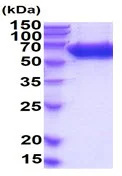 SDS-PAGE - Recombinant mouse Alkaline Phosphatase, Tissue Non-Specific protein (Active) (AB222955)