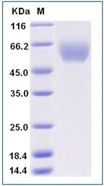 SDS-PAGE - Recombinant Mouse Allergin 1 protein (Fc Chimera) (AB277018)