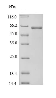 SDS-PAGE - Recombinant Mouse alpha 1 Fetoprotein (AB226406)