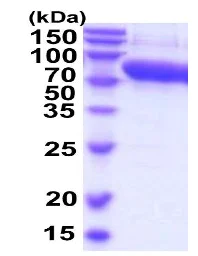 SDS-PAGE - Recombinant Mouse Alpha 2 Antiplasmin protein (AB206791)
