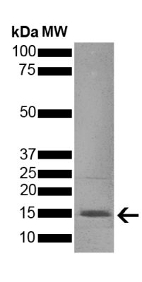 SDS-PAGE - Recombinant mouse Alpha-synuclein protein aggregate Type 1 (Active) (ab246002), expandable thumbnail