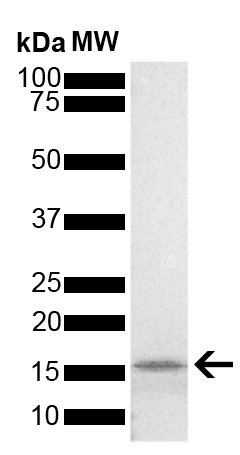 SDS-PAGE - Recombinant mouse Alpha-synuclein protein Type 1 (Active) (AB256155), expandable thumbnail