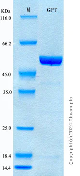 SDS-PAGE - Recombinant Mouse ALT Protein Standard (AB316578)