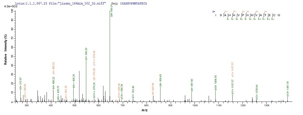 Mass Spectrometry - Recombinant Mouse AMH protein (AB235617)