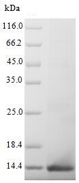 Recombinant Mouse AMH protein
