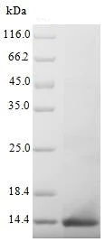 SDS-PAGE - Recombinant Mouse AMH protein (AB235617)