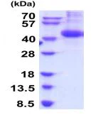 SDS-PAGE - Recombinant Mouse ANGPTL7 protein (AB208318)