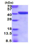 Recombinant Mouse Annexin A1/ANXA1 protein