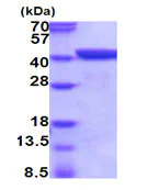 SDS-PAGE - Recombinant Mouse Annexin A1/ANXA1 protein (His tag N-Terminus) (AB202184)
