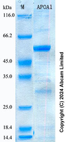 SDS-PAGE - Recombinant Mouse APOA1 Protein Standard (His tag) (AB322097), expandable thumbnail