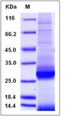 SDS-PAGE - Recombinant Mouse Apolipoprotein A I (His tag) (AB276938)