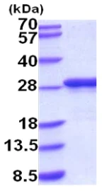SDS-PAGE - Recombinant Mouse Apolipoprotein A I (His tag N-Terminus) (AB202174)