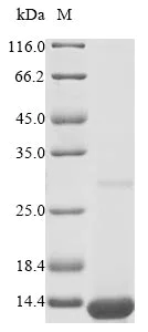 SDS-PAGE - Recombinant Mouse Apolipoprotein CI/Apo-CI (AB289734)