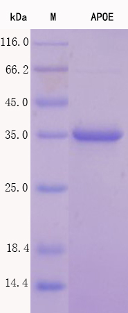 Recombinant Mouse Apolipoprotein E Protein Standard (His tag)