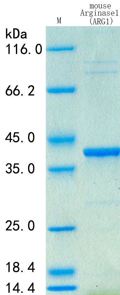 SDS-PAGE - Recombinant Mouse Arginase 1 Protein Standard (His tag) (AB316434), expandable thumbnail