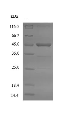 SDS-PAGE - Recombinant Mouse ASGR2 protein (Tagged) (AB235852)