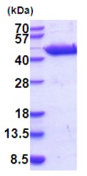 SDS-PAGE - Recombinant mouse Aspartate Aminotransferase protein (His tag) (AB201889)